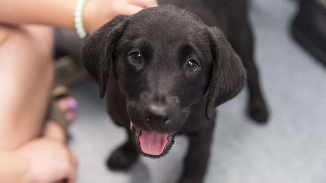 View Ad: Black Lab Puppies for sale in Washington USA