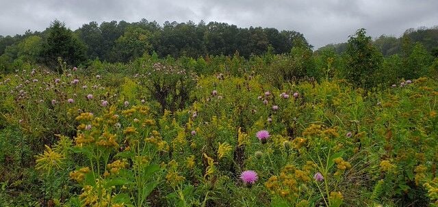 Experience fall at Powhatan State Park
