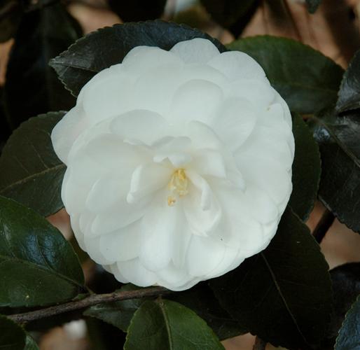 Gardening: Camellias offer color and charm