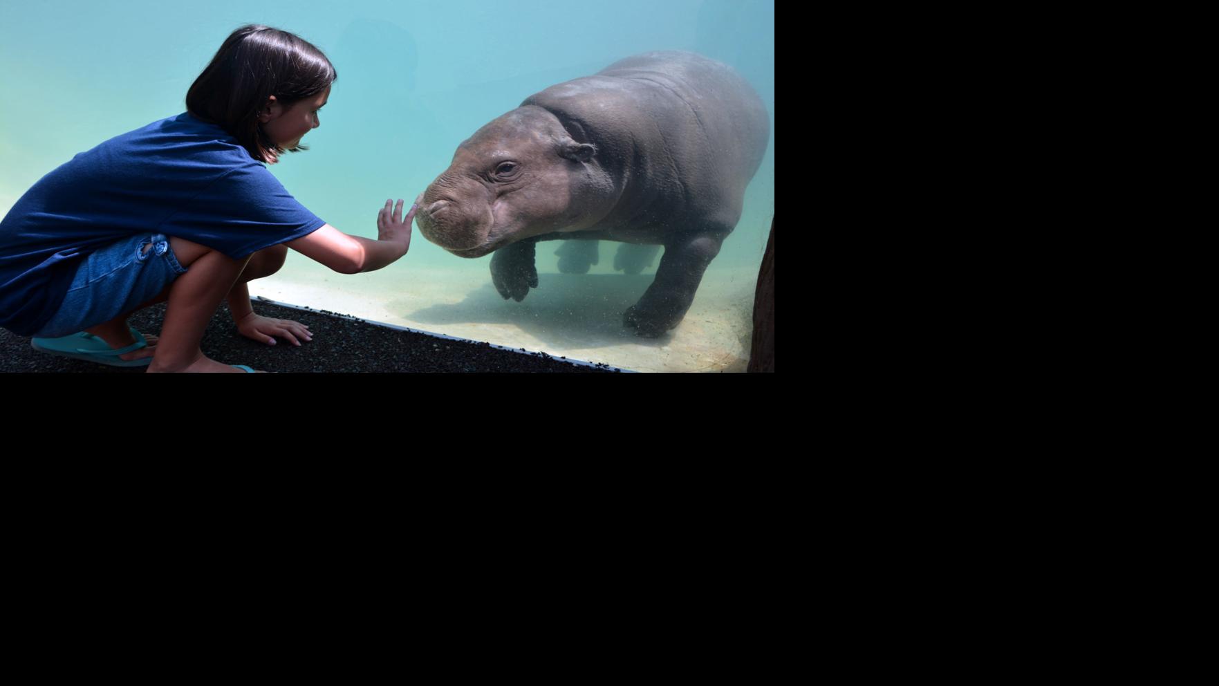 Two pygmy hippos on view at the Metro Richmond Zoo