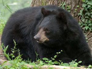 Bear Nose c Kelly Armentrout.JPG