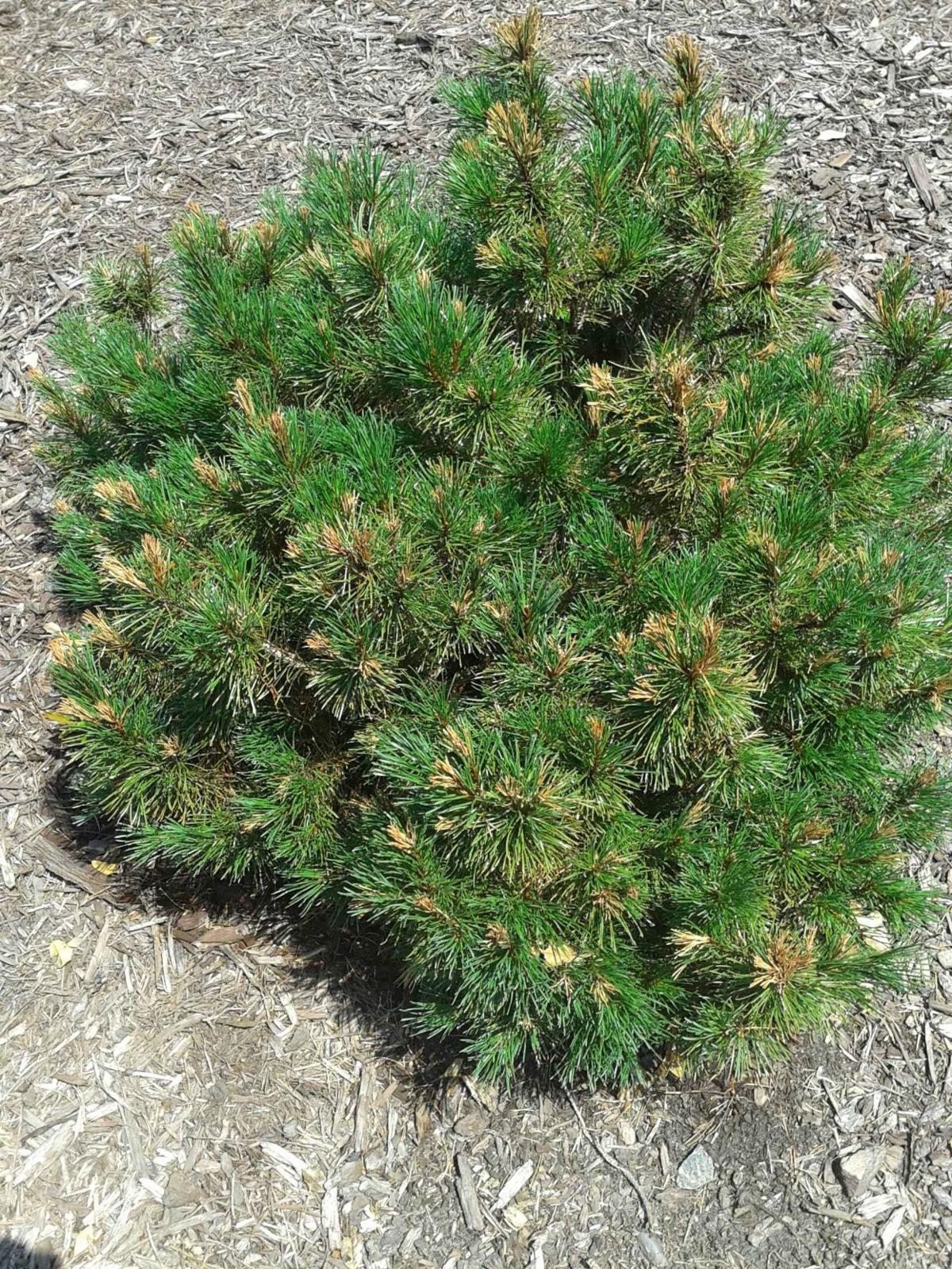 Gardening Q A Fending Off An Invasion Of Japanese Stiltgrass Richmond Com