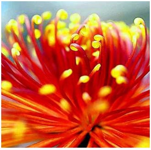 Tiny Flowers, Big Hit: Chrysanthemum Bonsai