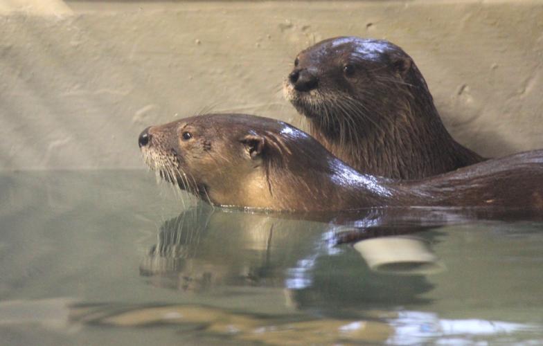 Maymont two new otters