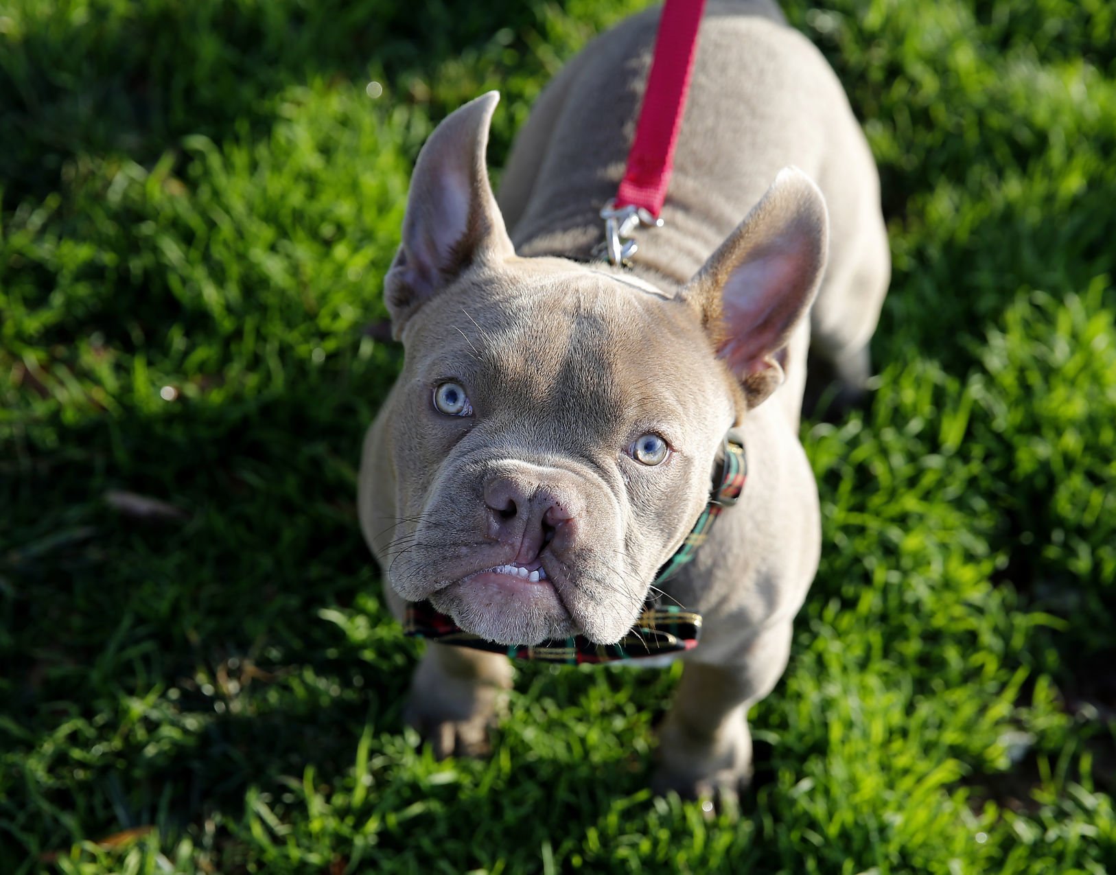 puppy bowls for sale