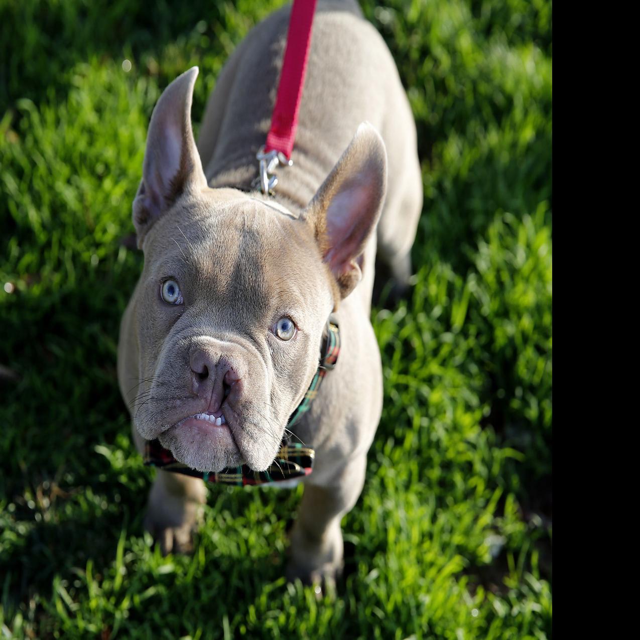 Pictures Of Puppies With Cleft Palate Rooster An Adorable Midlothian Puppy Born With A Cleft Palate Will Compete On Puppy Bowl 2020 Entertainment Richmond Com rooster an adorable midlothian puppy