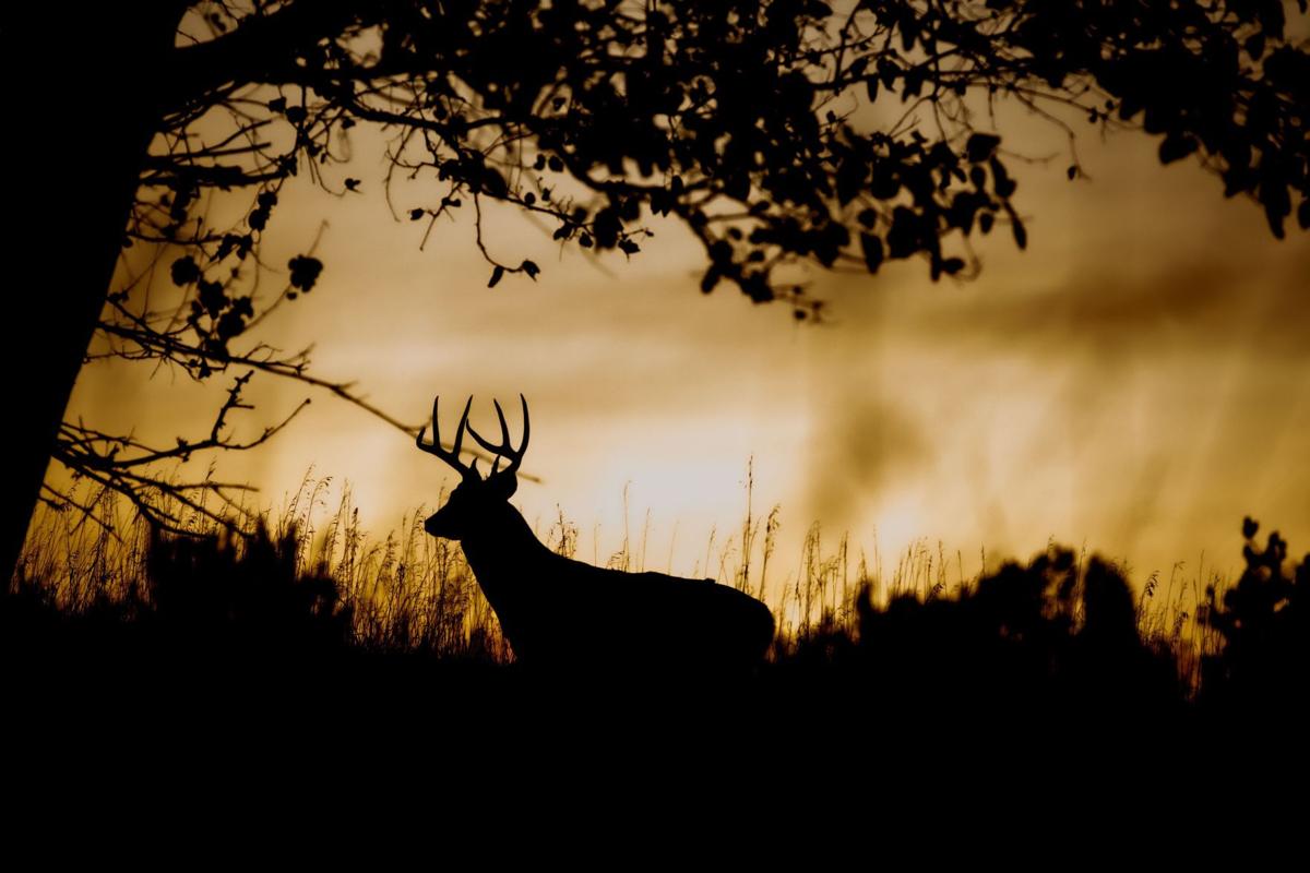 20191113_new_deerhunt_bjs1.JPG