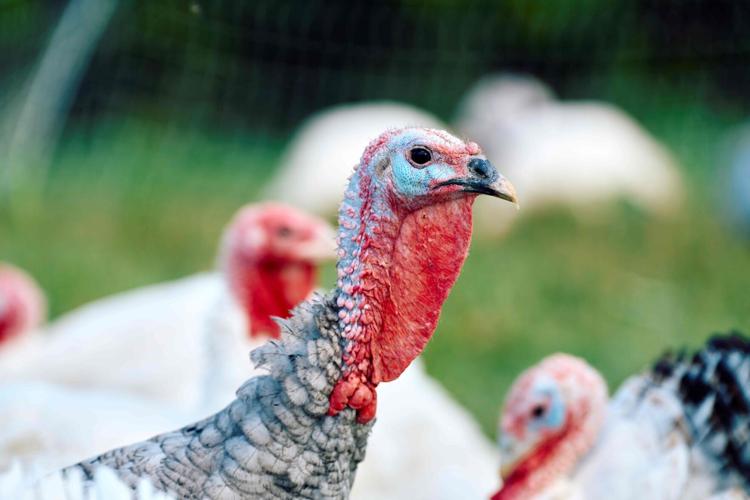 August County Turkeys