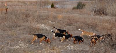 Hunting rabbits with a pack of beagles- Ken Perrotte photo