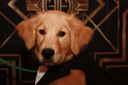 Pet gala hauls in $729K for SPCA homeless animals fund - Vimarsana News