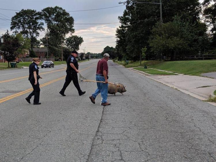 PHOTOS Animal control, police catch pigs wandering