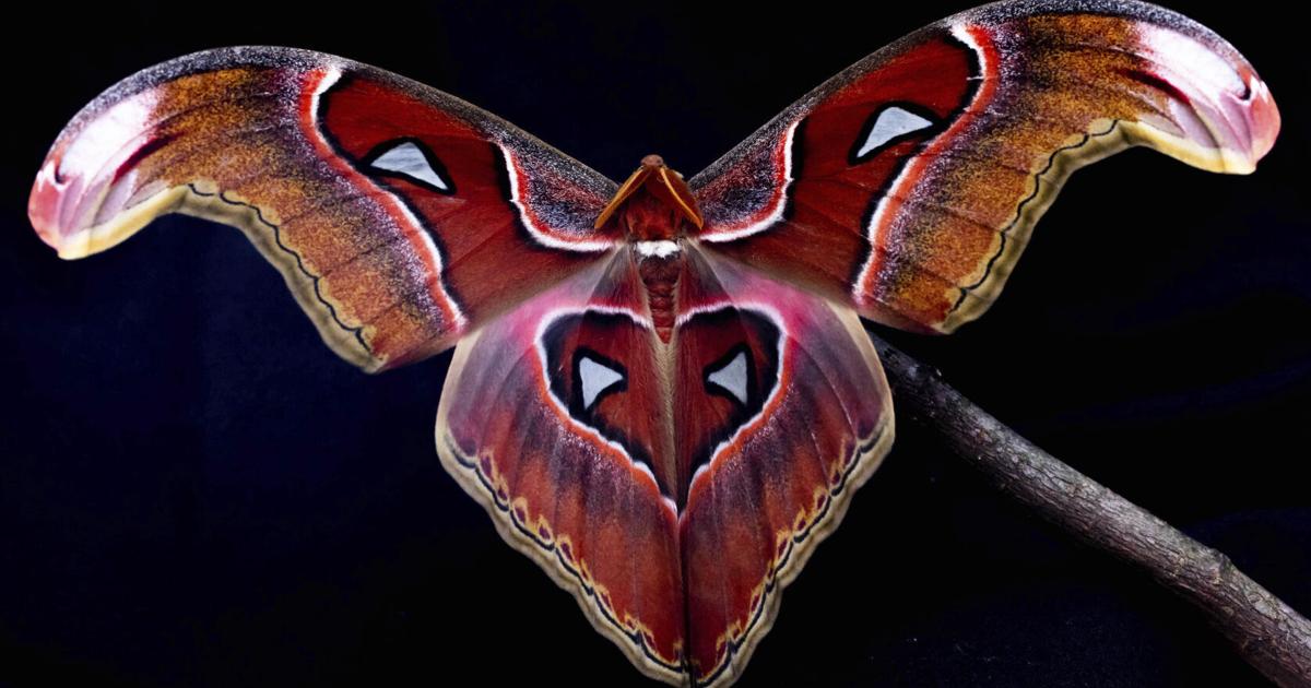 Research shows confusion draws insects to artificial light