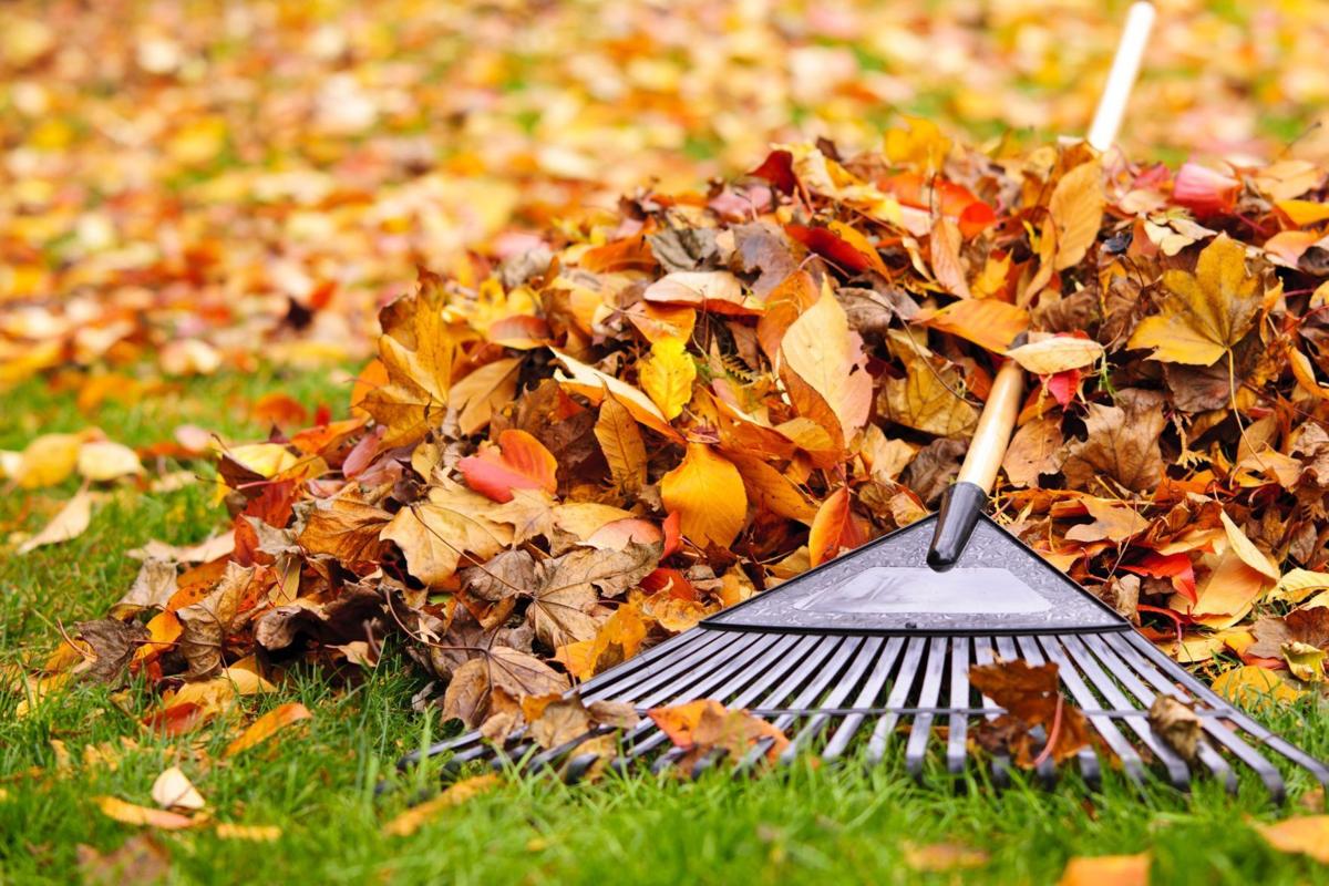 ATHOME-RAKE-LEAVES-DMT