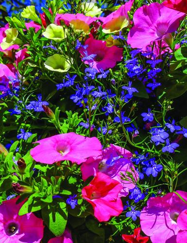 Plant sale