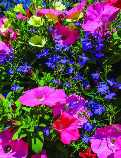 Plant sale