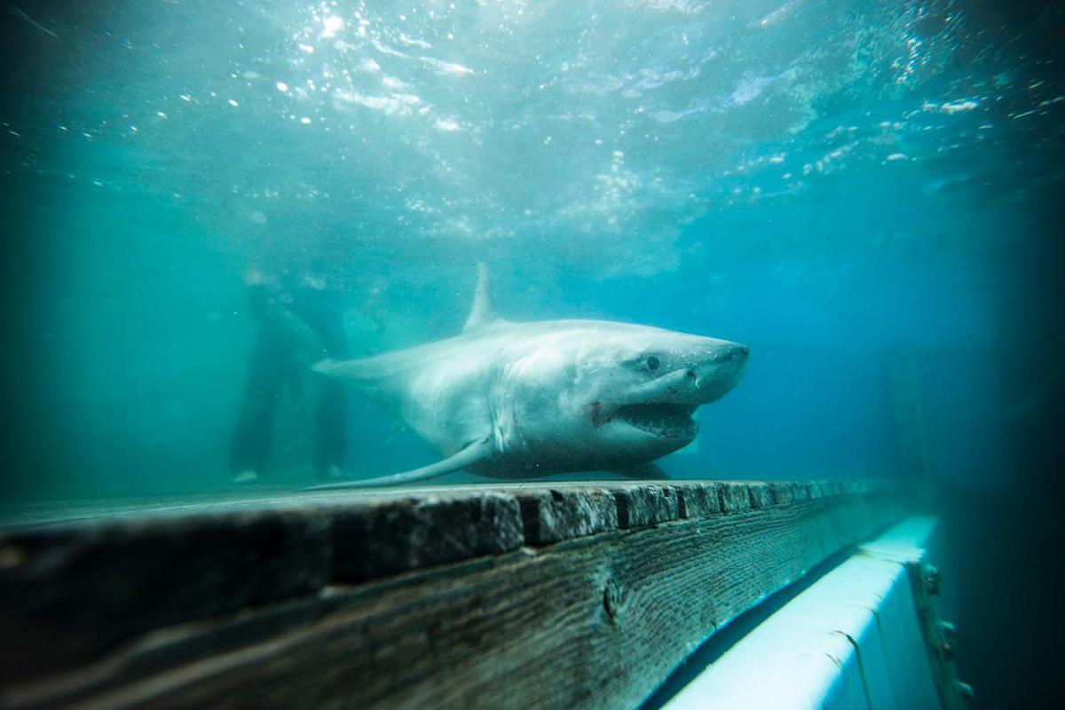 Great white shark
