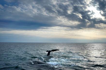 Ocean warming: more than just corals and sea level rise - Vimarsana News