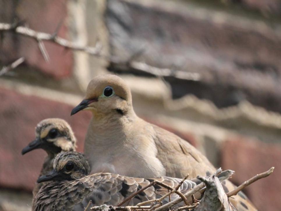 Flyways And Byways Nesting Mourning Doves Richmond Com