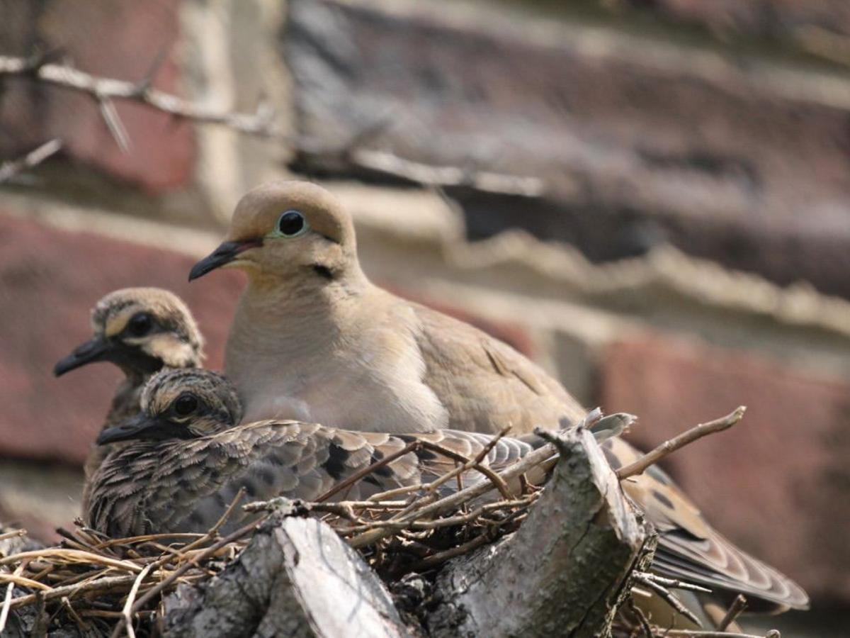 Flyways And Byways Nesting Mourning Doves Richmond Com Flyways And Byways Nesting Mourning Doves Richmond Com