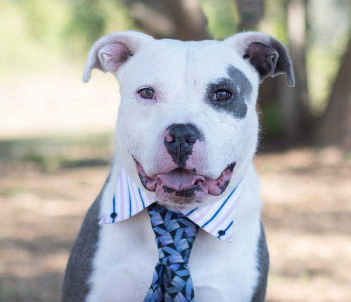 Rescue cats and dogs affected by Hurricane Florence are ...