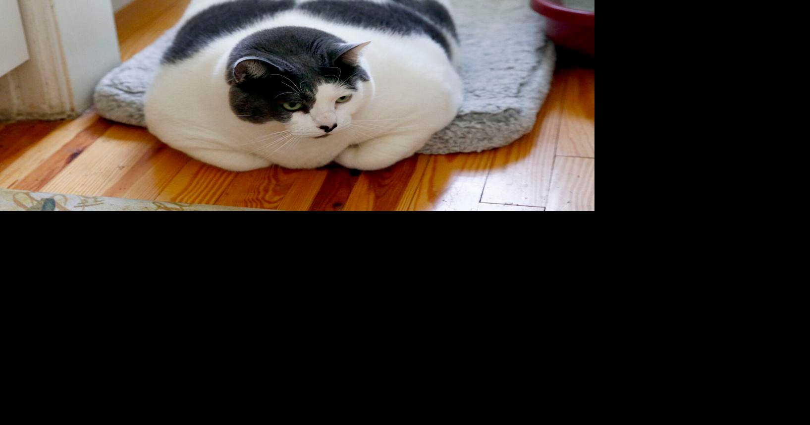 meow the 40 pound cat