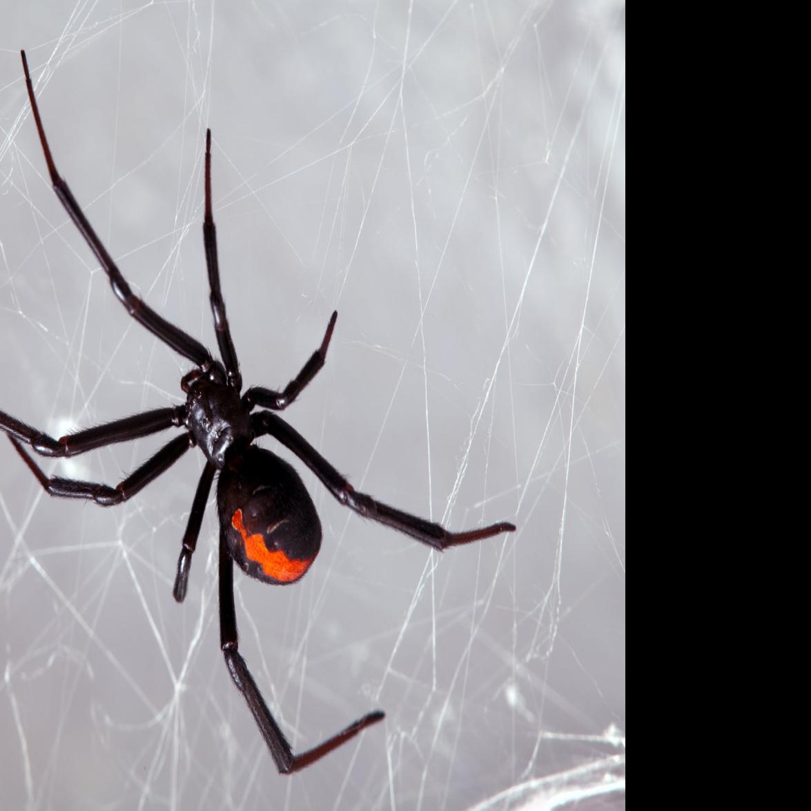 Natural History The Black Widow Discover Richmond Richmond Com