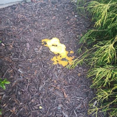 Slime mold