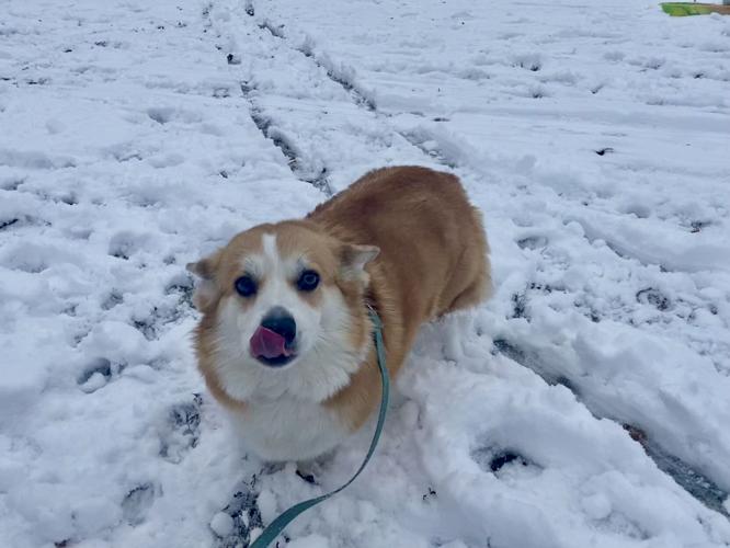 Becca the corgi