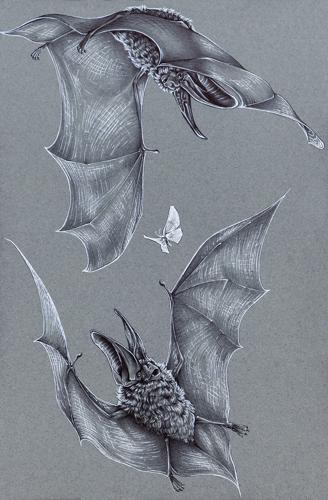 Winners of 2026 Restore the Wild Artwork Competition Chosen