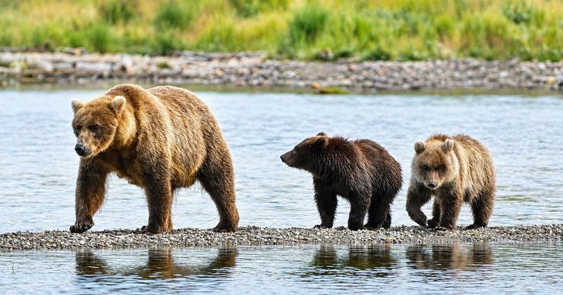 Die Fat Bear Week ist zurück. Lernen Sie die diesjährigen Teilnehmer ...