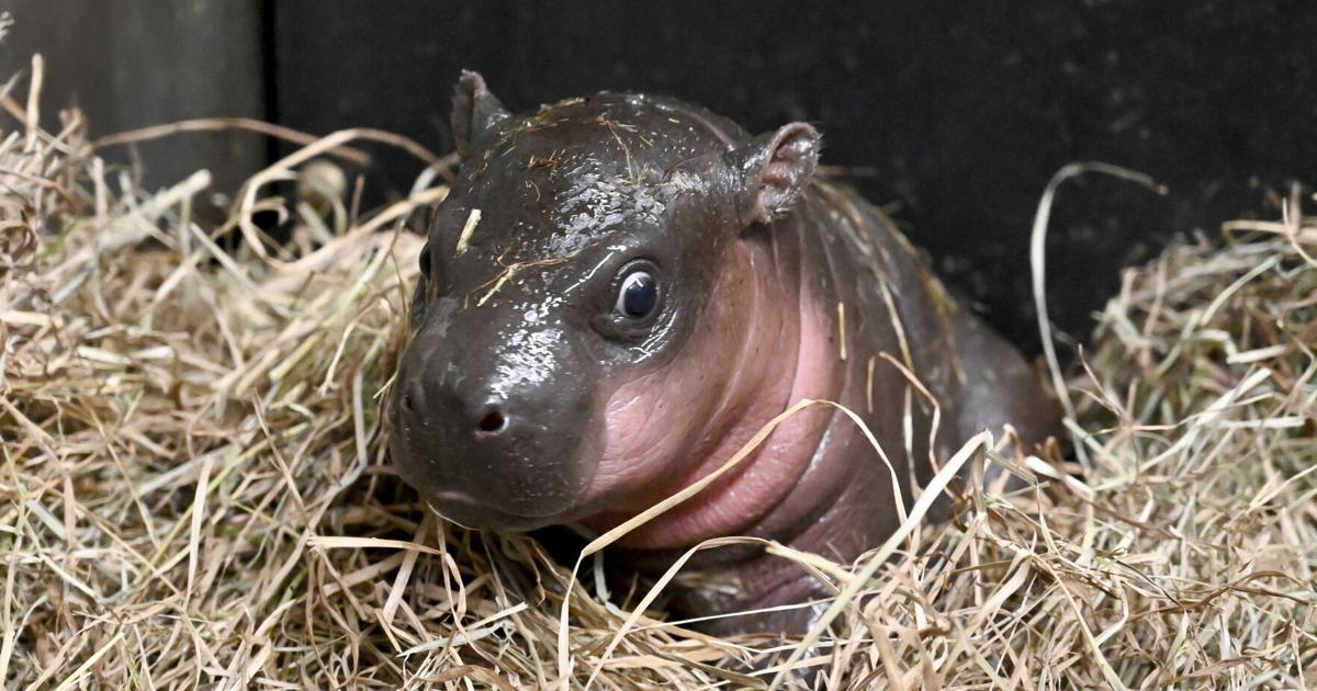 A Virginia zoo welcomes newborn pygmy hippopotamus as year ends