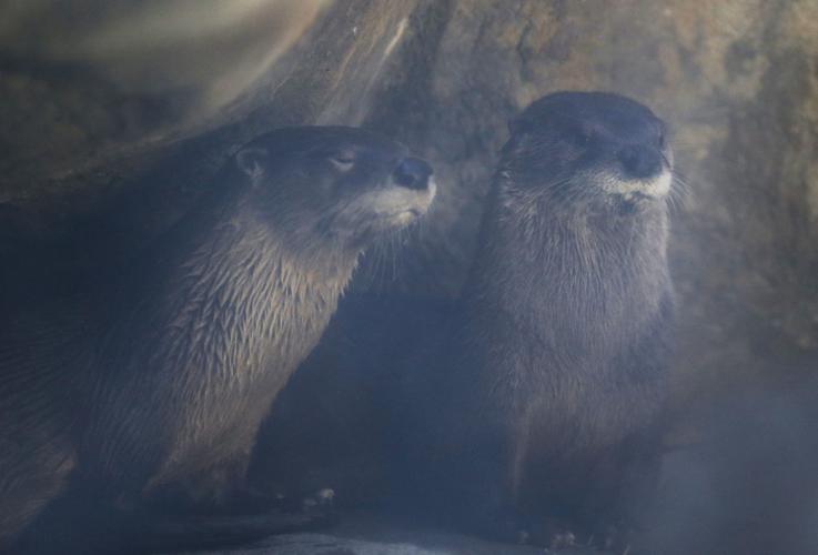 Maymont otter dies unexpectedly