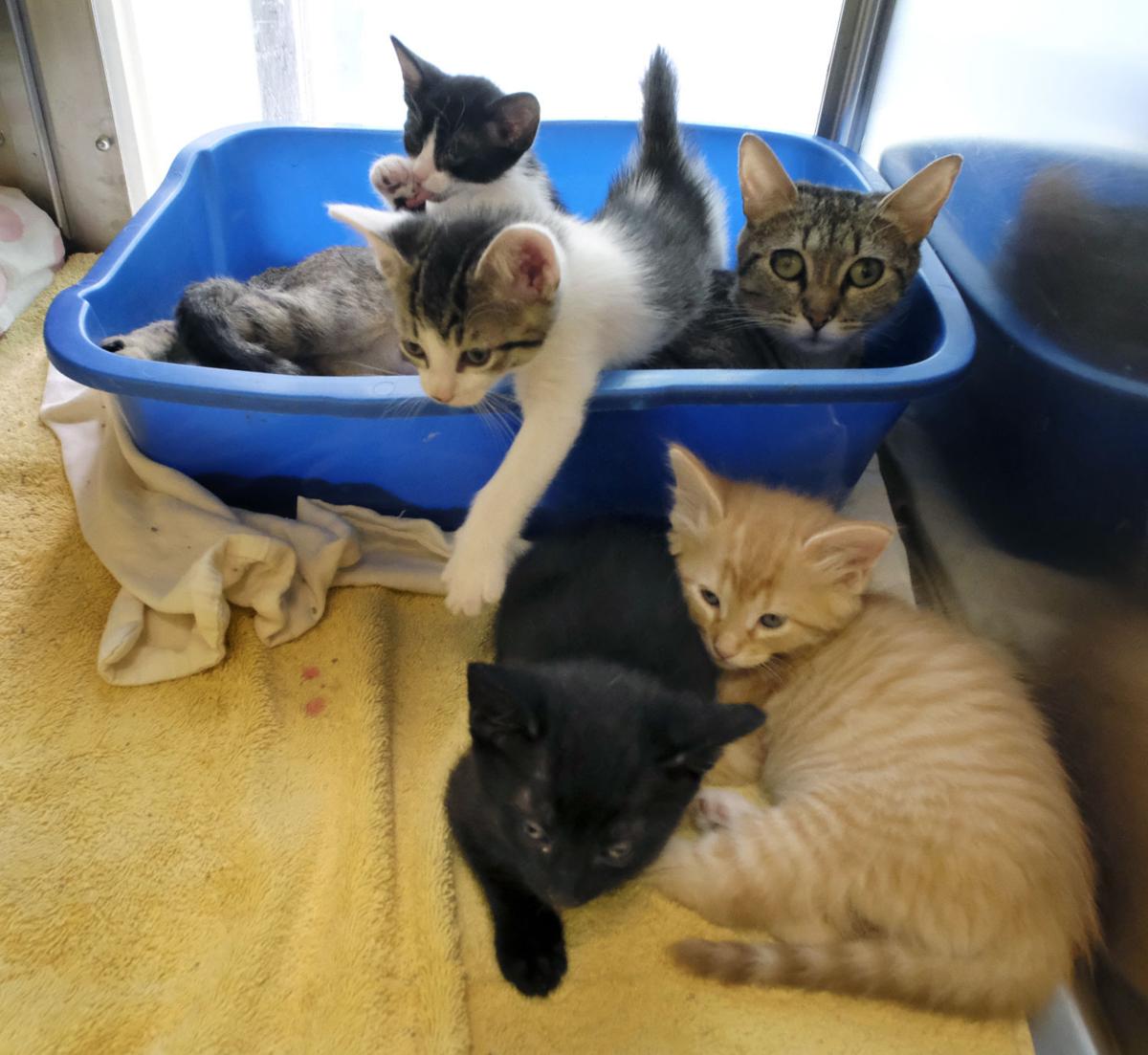It S Kitten Season At Richmond S Animal Shelters Richmond Local News Richmond Com