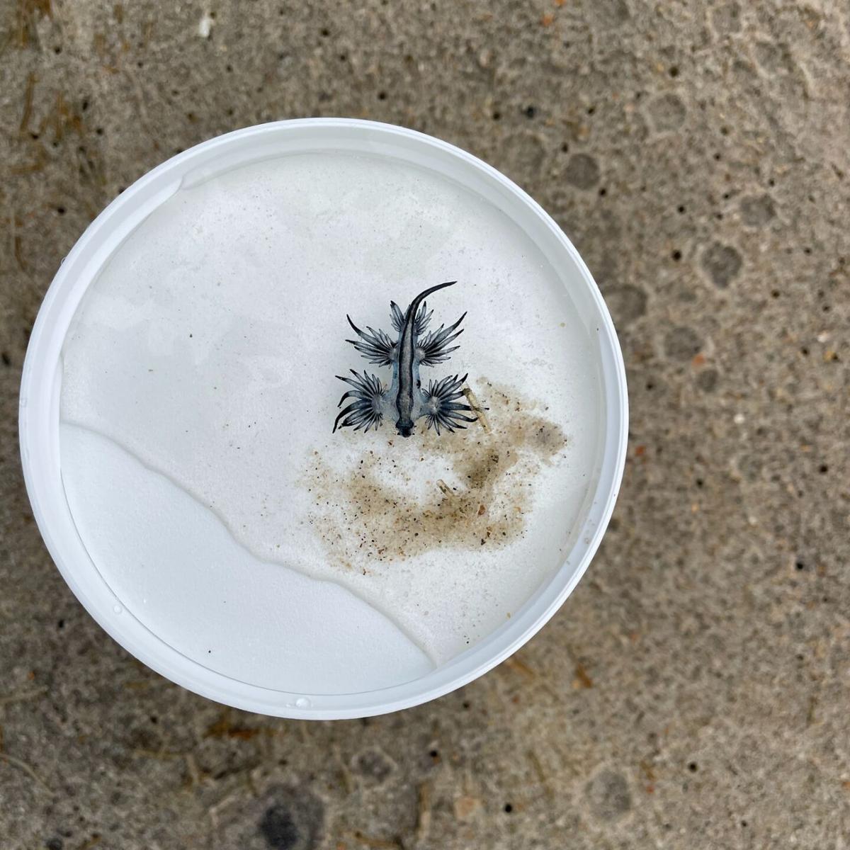 Dragons on the Outer Banks? Venomous blue sea slugs wash up on the beach.