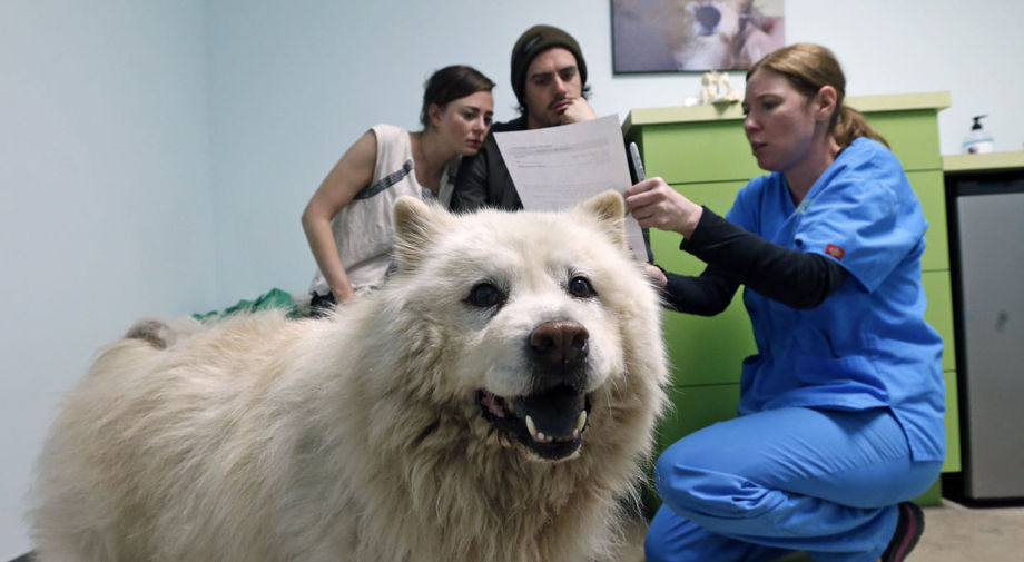 low cost surgery for dogs