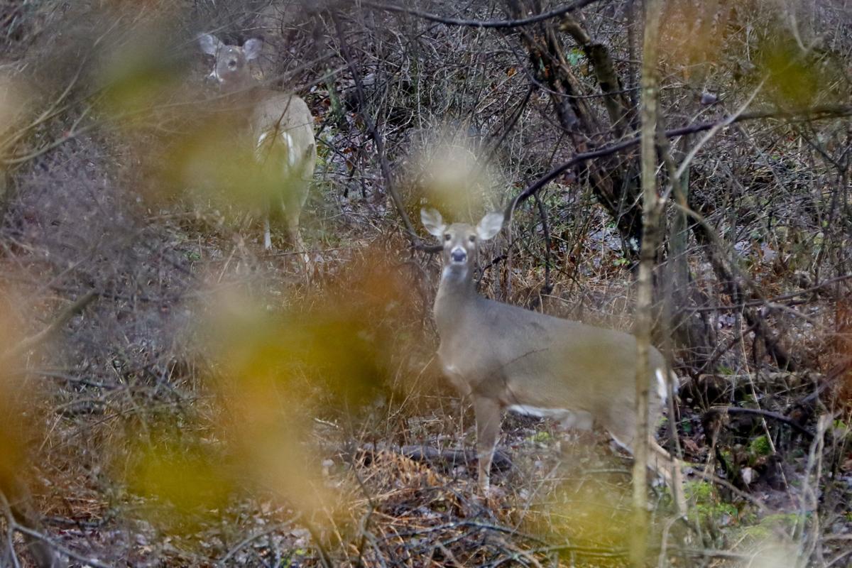 Deer Rifle Season