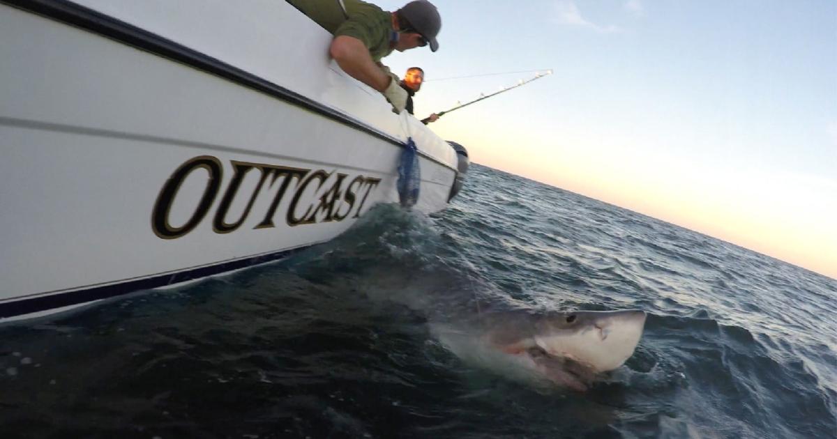 For Richmond man, great white shark is catch of a lifetime