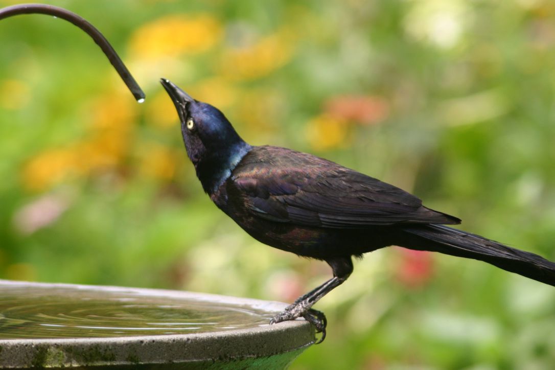 Flyways And Byways Add A Steady Water Source To Attract Birds To