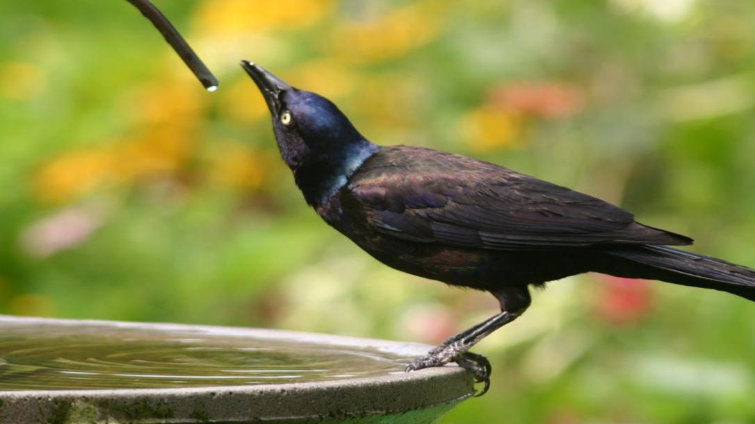 Flyways And Byways Add A Steady Water Source To Attract Birds To