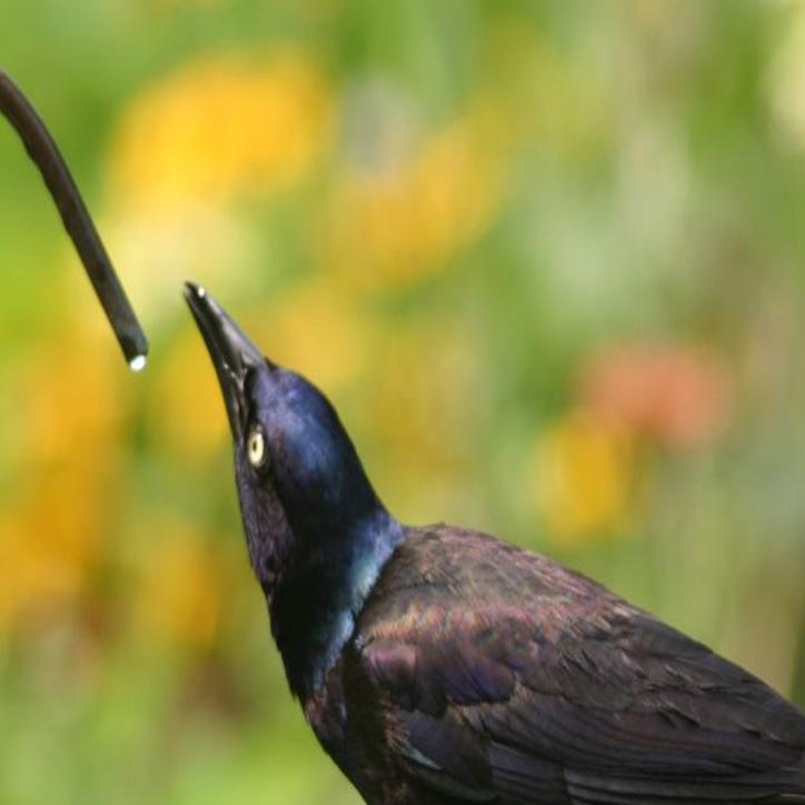 Flyways And Byways Add A Steady Water Source To Attract Birds To