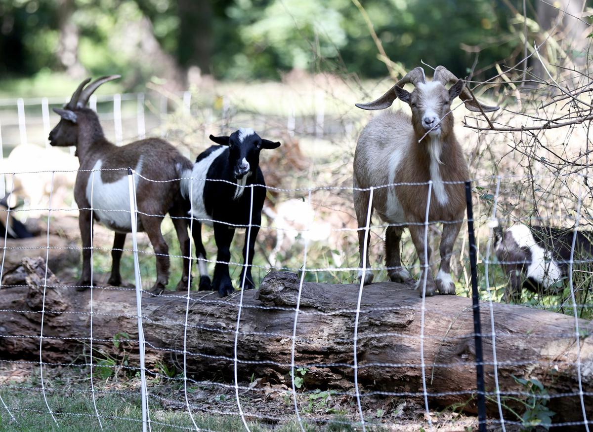 RVA Goats