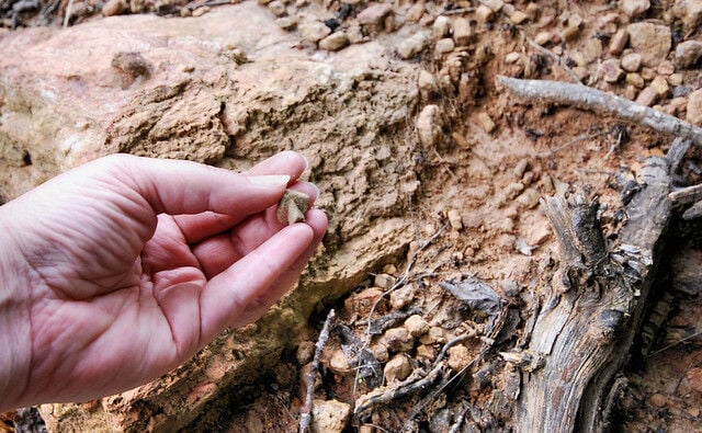 Top 5 things to do at Fairy Stone State Park this fall