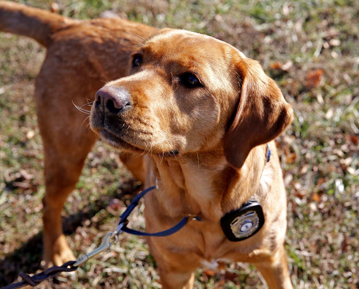 Clover the arson detection dog and her Chesterfield firefighter companion part of ATF