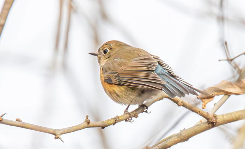 Spotted: A Superstar Red-Flanked Bluetail Far from Home