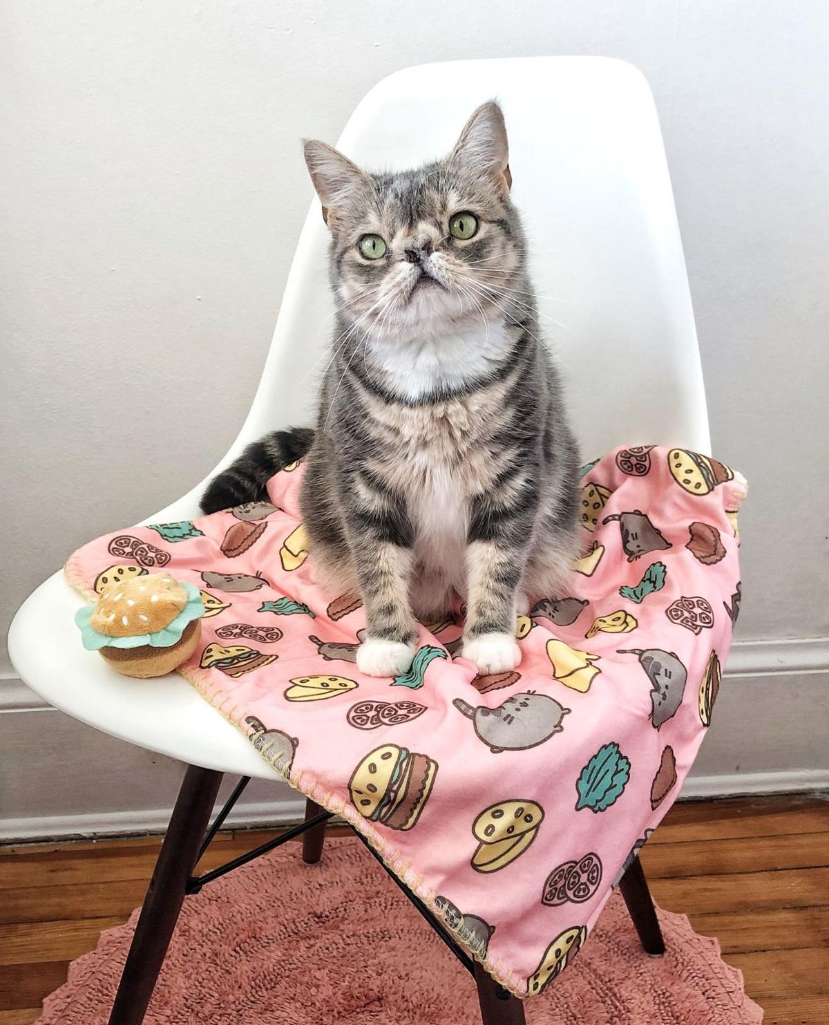 Smushie A Carytown Cat With 21 000 Instagram Followers To Be