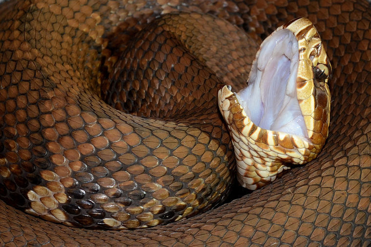 Sierra Club report says cottonmouths might be on the move north