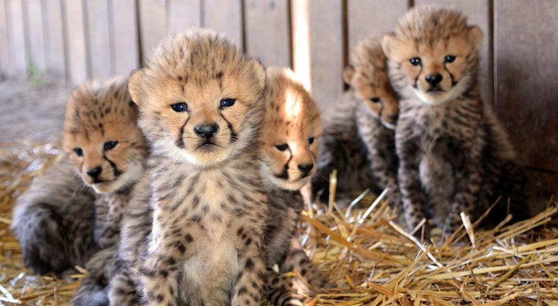 13 new cheetah cubs born at the Metro Richmond Zoo | Chesterfield ...