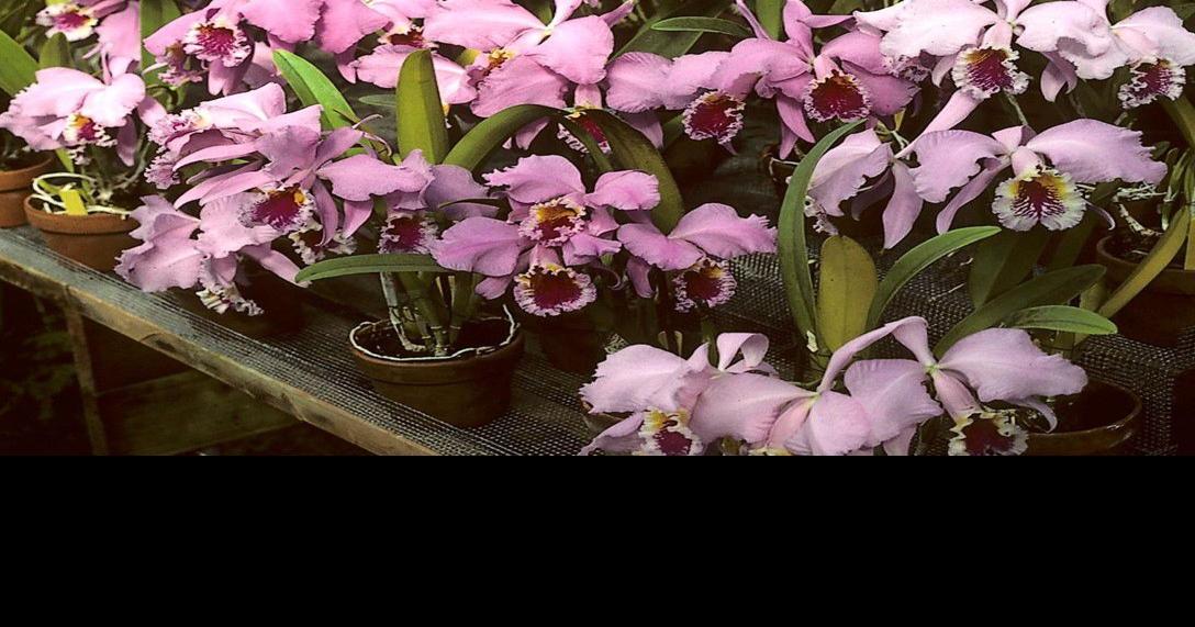 Orchids Art Sr. turns 90, credits orchids for longevity