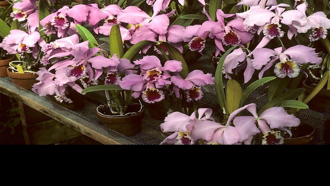 Orchids Art Sr. turns 90, credits orchids for longevity Homegarden