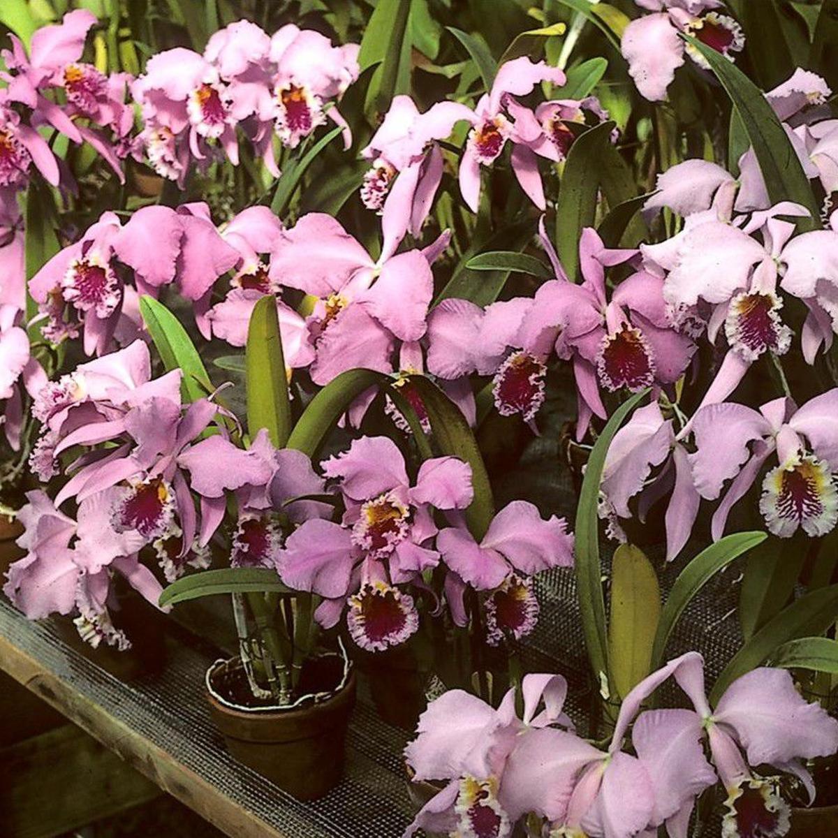 Orchids Art Sr Turns 90 Credits Orchids For Longevity Home Garden Richmond Com